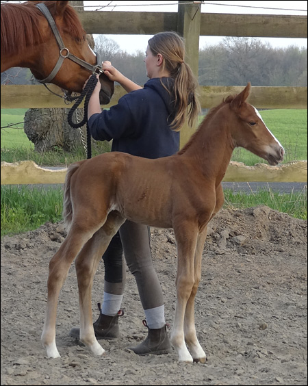 Gluecksruf first foal